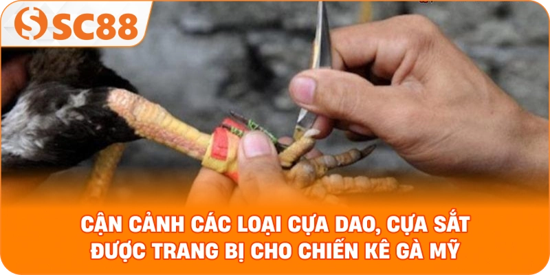 Cận cảnh các loại cựa dao, cựa sắt được trang bị cho chiến kê gà Mỹ